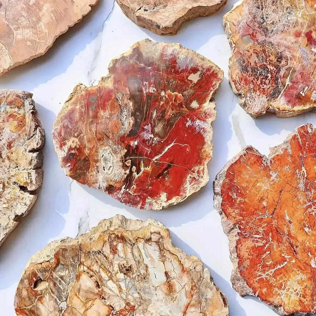 Polished Petrified Wood slab with vibrant red, tan, and brown wood grain patterns for Root chakra grounding and stability.