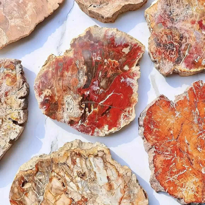 Polished Petrified Wood slab with vibrant red, tan, and brown wood grain patterns for Root chakra grounding and stability.