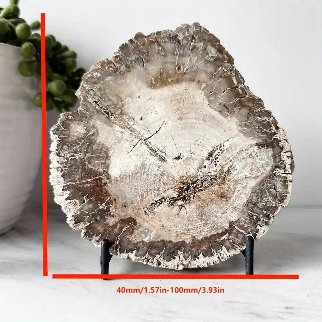 Polished petrified wood slab featuring intricate brown and gray growth rings for Root chakra grounding and stability.