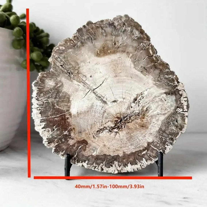 Polished petrified wood slab featuring intricate brown and gray growth rings for Root chakra grounding and stability.