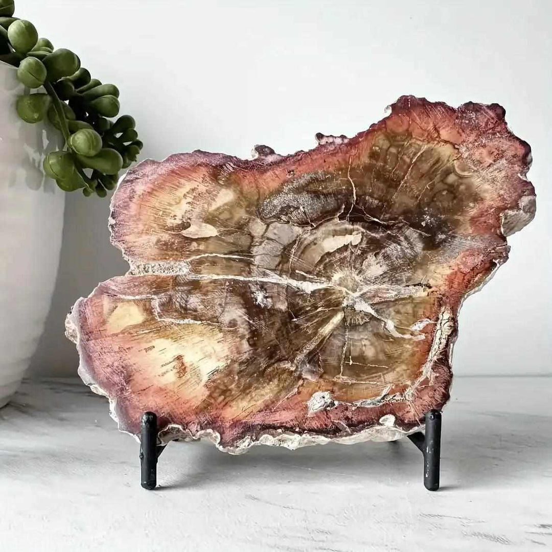 Polished petrified wood slab with natural edges, showcasing brown and tan growth rings for Root chakra grounding.