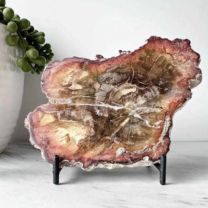 Polished petrified wood slab with natural edges, showcasing brown and tan growth rings for Root chakra grounding.