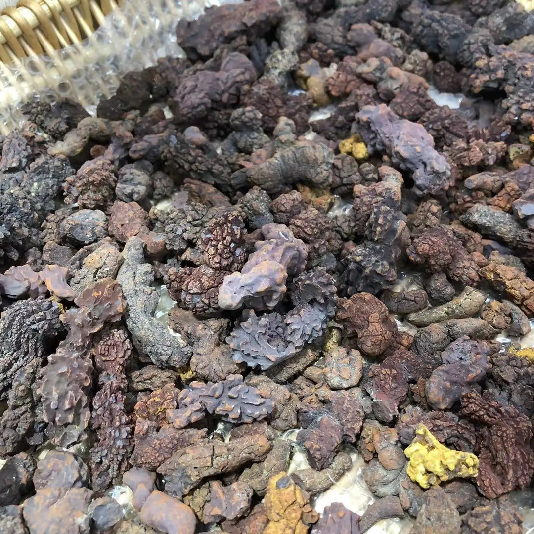 Coprolite Fossilized Dinosaur Dung Natural Fossil Specimen