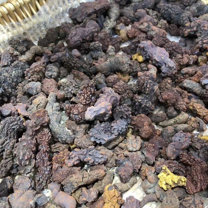 Coprolite Fossilized Dinosaur Dung Natural Fossil Specimen