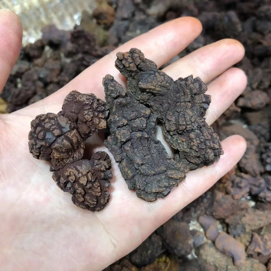 Coprolite Fossilized Dinosaur Dung Natural Fossil Specimen