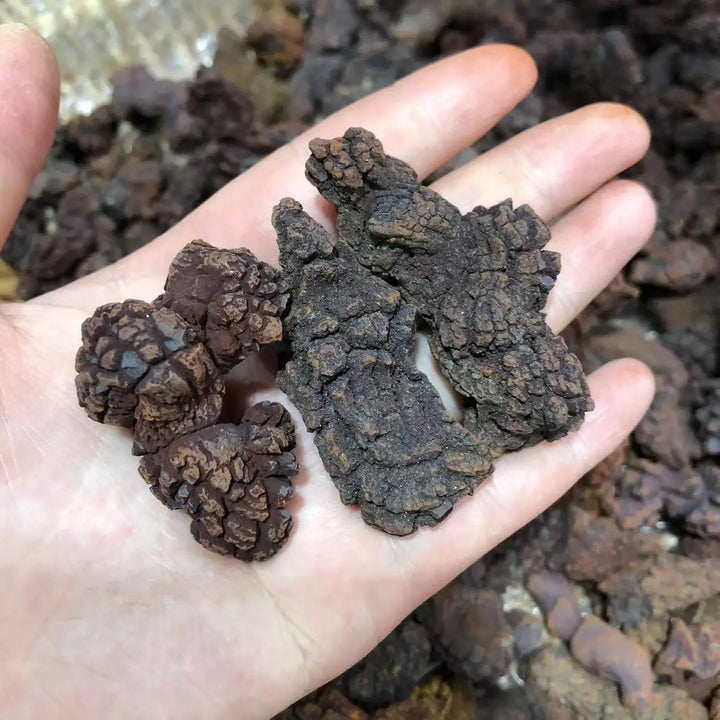 Coprolite Fossilized Dinosaur Dung Natural Fossil Specimen