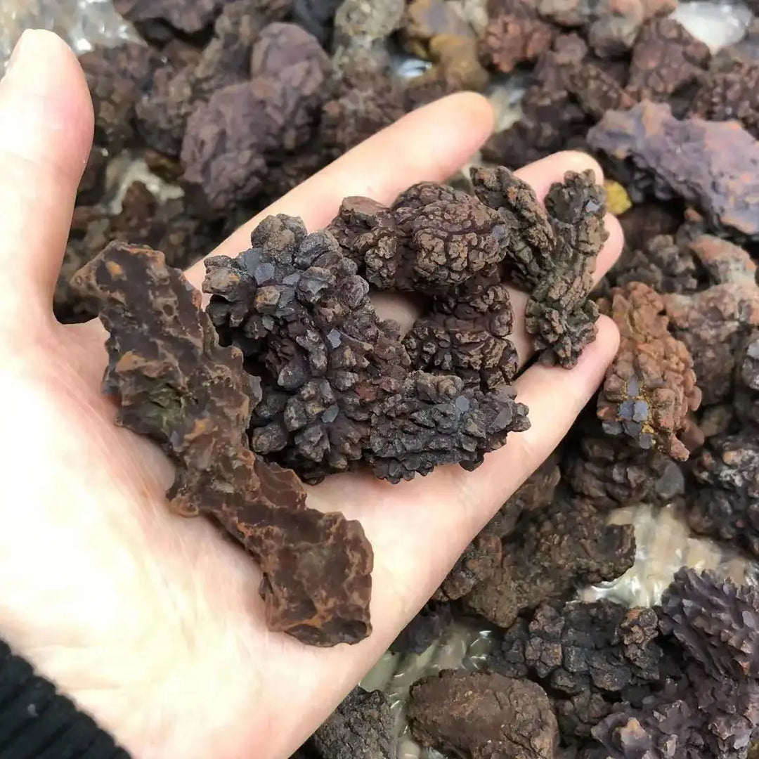 Coprolite Fossilized Dinosaur Dung Natural Fossil Specimen