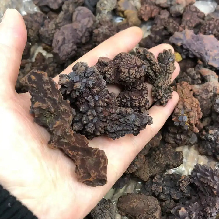 Coprolite Fossilized Dinosaur Dung Natural Fossil Specimen