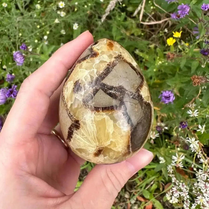 Polished Septarian Dragon Stone egg with golden calcite, brown aragonite, and grey limestone, held in a hand.