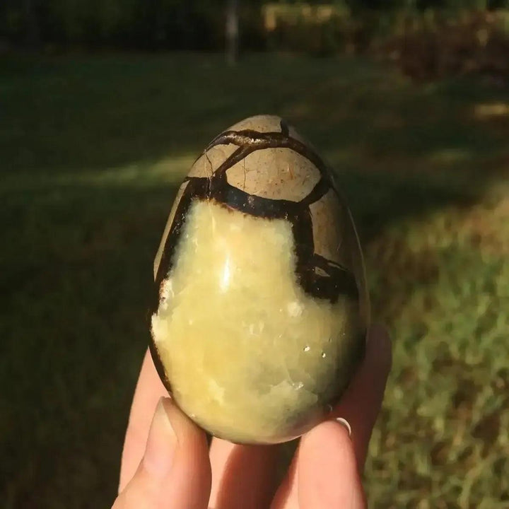Hand holding a polished Septarian Crystal Egg from Crystal Destiny, showcasing its brown, grey, and golden "dragon-scale" patterns.