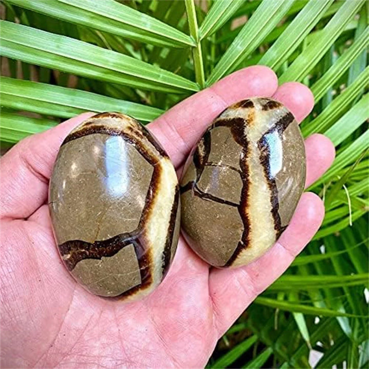 Septarian Dragon Palm Stone