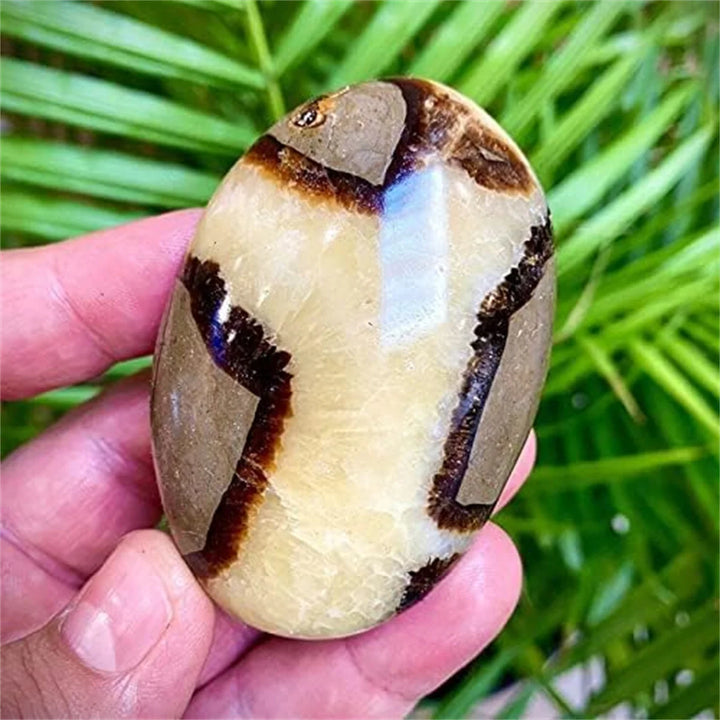 Septarian Dragon Palm Stone