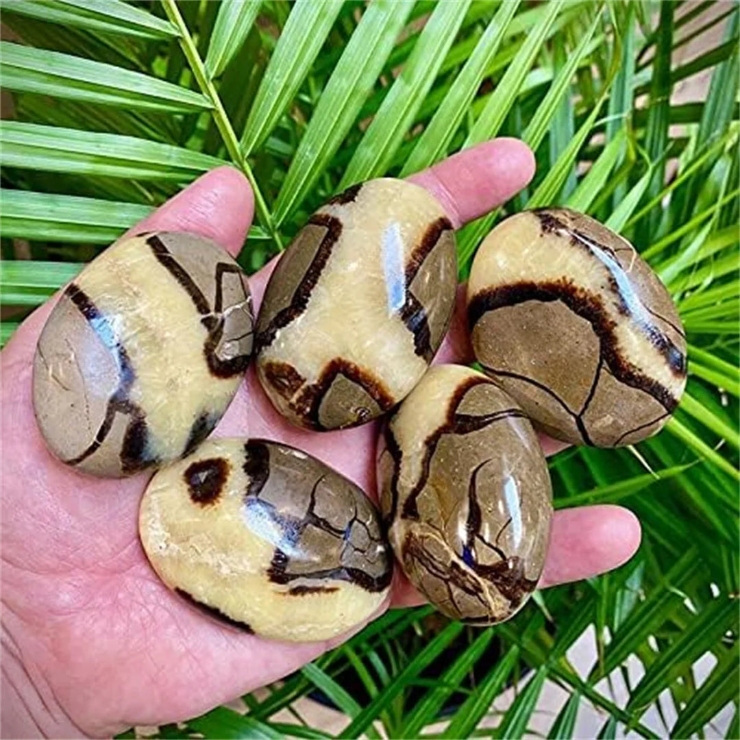 Septarian Dragon Palm Stone