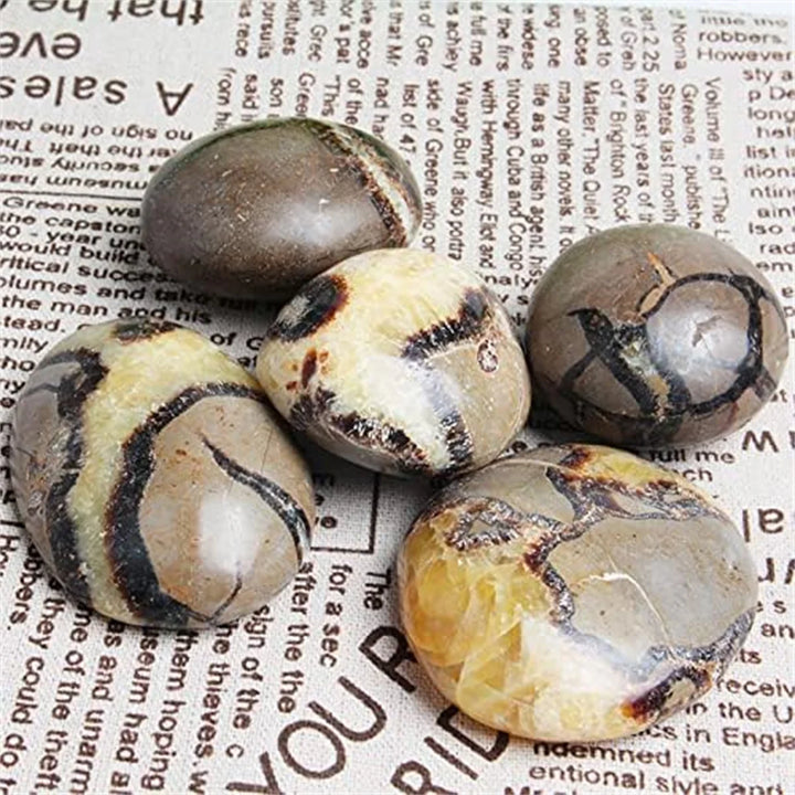 Septarian Dragon Palm Stone