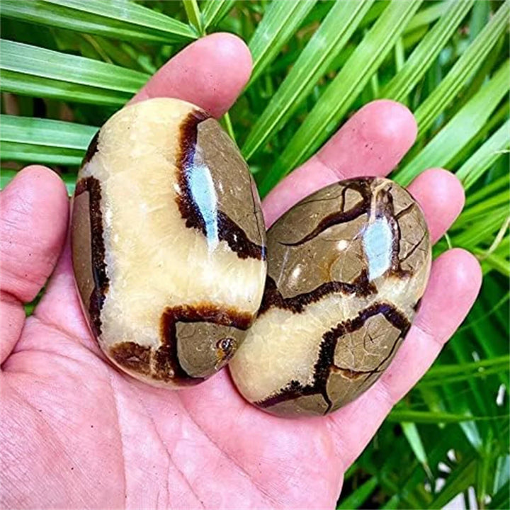 Septarian Dragon Palm Stone