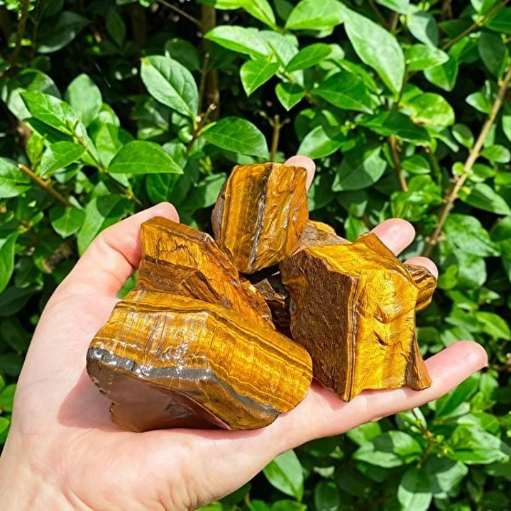 Hand holding raw Tiger Eye crystals, showcasing golden-brown bands for grounding and courage.