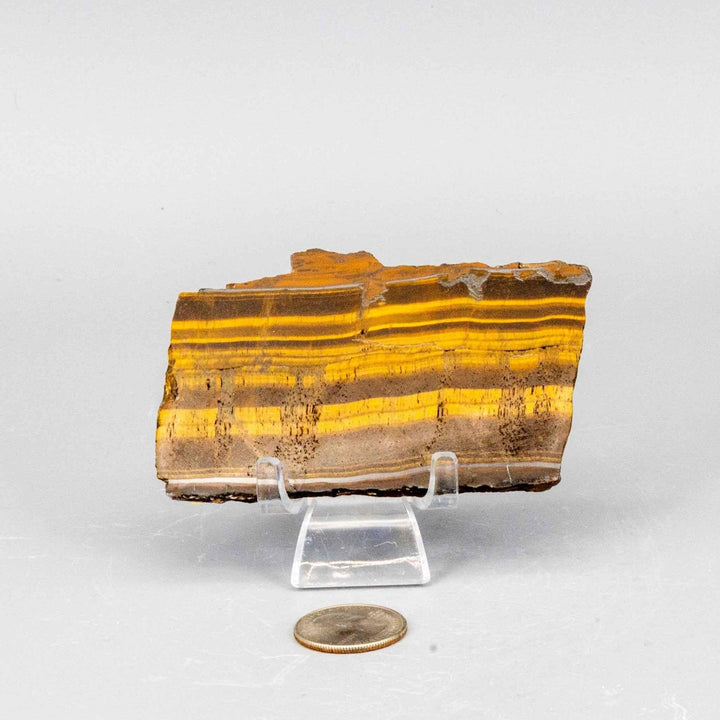 Tiger's Eye Polished Slice: Golden healing stone with shimmering brown bands, showcasing full chatoyancy.