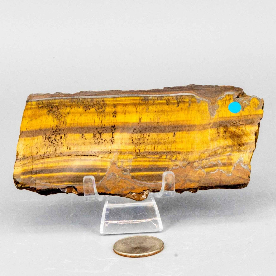 Tiger's Eye Polished Slice: Golden healing stone with shimmering brown bands, showcasing full chatoyancy.