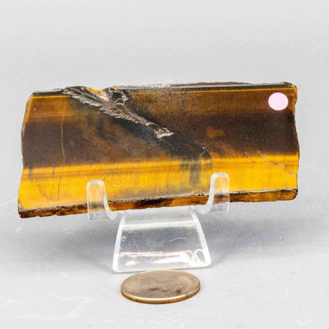 Polished golden brown Tiger's Eye slice from Crystal Destiny, displaying chatoyancy and a quarter for scale.