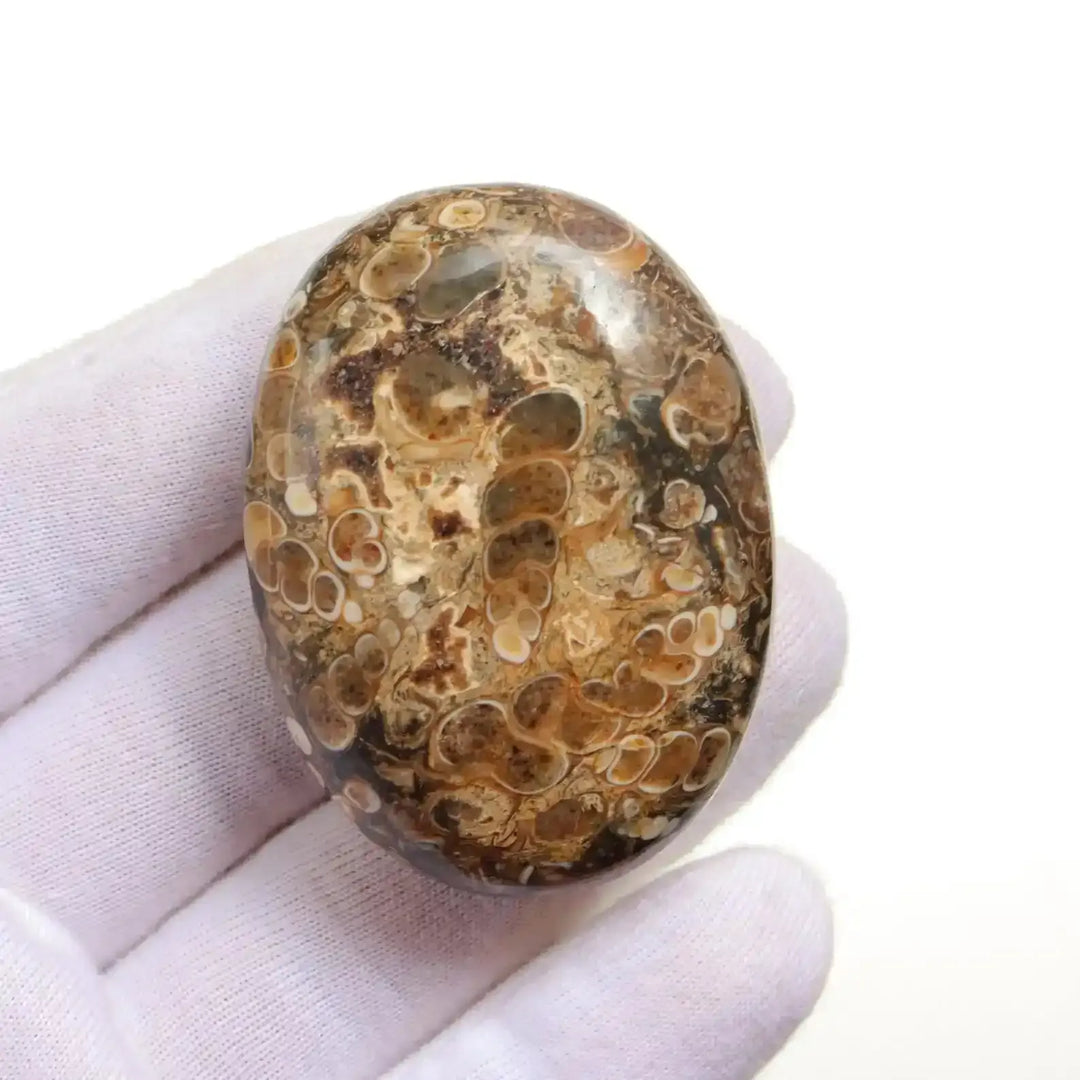 Polished Turritella Agate palm stone featuring unique brown fossilized seashell patterns for grounding and healing.