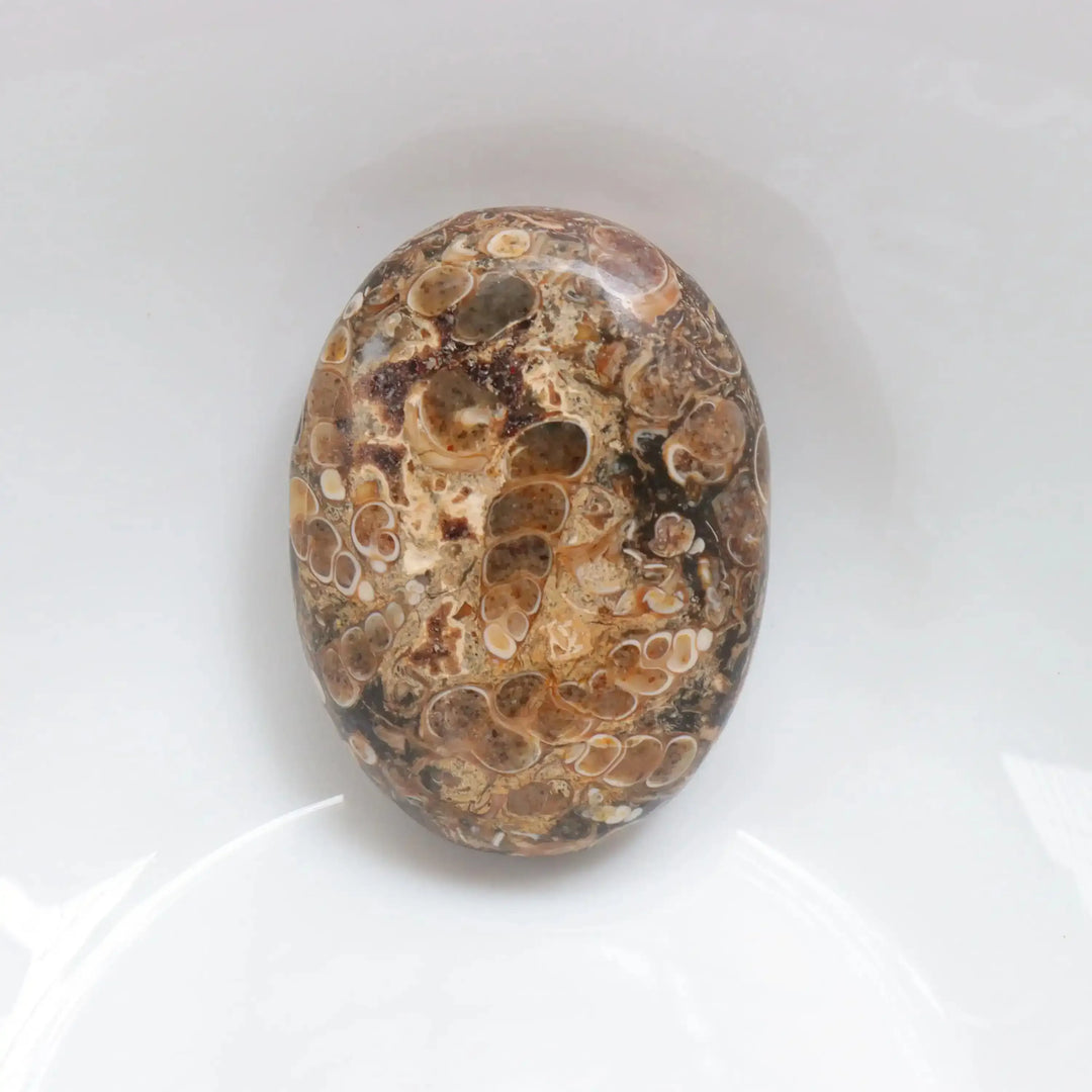 Polished Turritella Agate palm stone featuring earthy brown tones and unique fossilized seashell patterns for grounding.