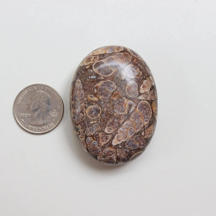 Polished Turritella Agate palm stone featuring unique brown fossilized seashell patterns for grounding and healing energy.