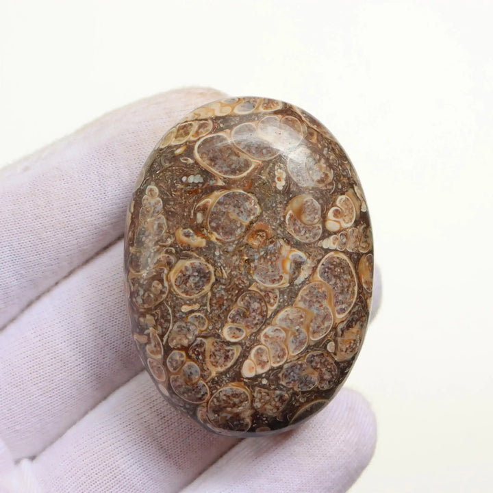 Polished Turritella Agate palm stone featuring unique brown fossilized seashell patterns for grounding and healing.